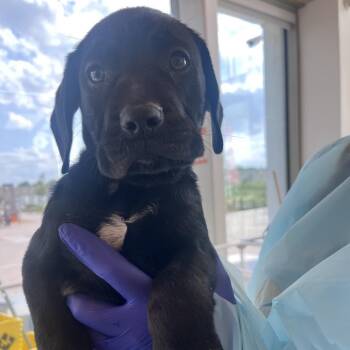 Reptile -  Mixed Breed Dog for Adoption in Bentonville, Arkansas - Reptile | PetCurious