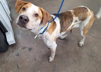 Mixed Breed Dogs Available for Adoption - ODIE | PetCurious