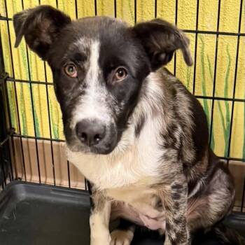 Macy -  Australian Cattle Dog Blue Heeler and German Shepherd Dog Dog for Adoption in Williston, Vermont - Macy | PetCurious