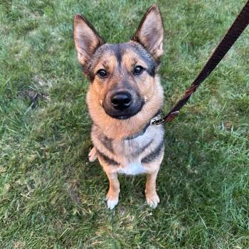 Hazel - happy, friendly and playful -  Shepherd Dog for Adoption in Oriskany, New York - Hazel - Happy, Friendly And Playful | PetCurious