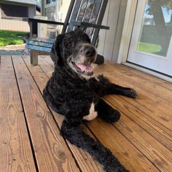 Bernie -  Poodle and Saint Bernard Dog for Adoption in Vancouver, Washington - Bernie | PetCurious