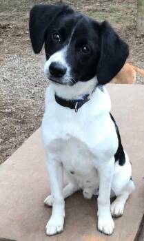 Beagle Dogs Available for Adoption in Honeoye Falls, New York - Wilbur | PetCurious