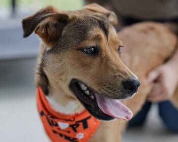 YANASI -  German Shepherd Dog and Mixed Breed Dog Available for Adoption in Tulsa, Oklahoma - YANASI | PetCurious