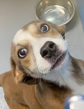 Hound and Labrador Retriever Dogs Available for Adoption in Hartsville, South Carolina - Quadrant (Qx4) | PetCurious