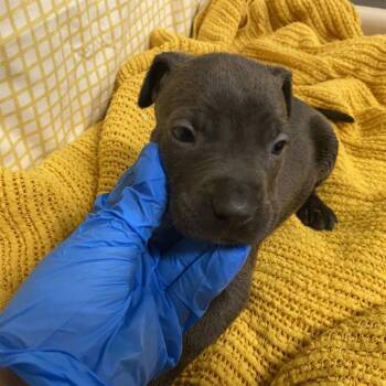 A611718 -  Pit Bull Terrier and Mixed Breed Dog for Adoption in Modesto, California - A611718 | PetCurious