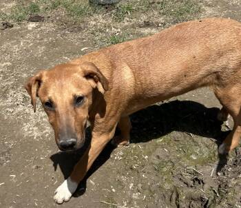 Vizsla Dogs Available for Adoption in Pine Bluff, Arkansas - Michael | PetCurious