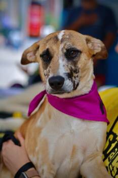 Lori -  Catahoula Leopard Dog and Australian Cattle Dog Blue Heeler Dog for Adoption in New York, New York - Lori | PetCurious