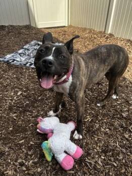 Pit Bull Terrier and Mixed Breed Dogs Available for Adoption in Westland, Michigan - Mia | PetCurious