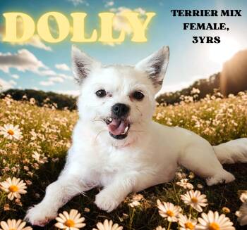 Yorkshire Terrier and Chihuahua Dogs Available for Adoption - DOLLY | PetCurious