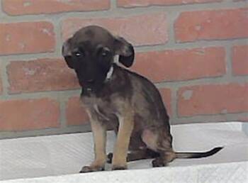 A2093946 -  Chihuahua and Mixed Breed Dog for Adoption in Houston, Texas - A2093946 | PetCurious