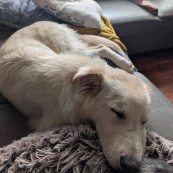 Sauerkraut -  Mixed Breed Dog for Adoption in Buffalo, Minnesota - Sauerkraut | PetCurious