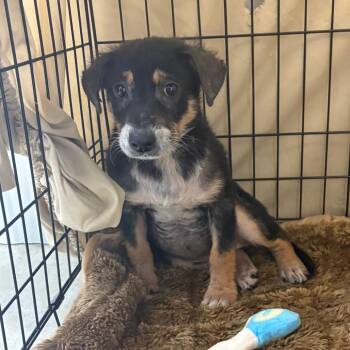 Halo - 081701U -  Shepherd and Mixed Breed Dog for Adoption in Tupelo, Mississippi - Halo - 081701U | PetCurious