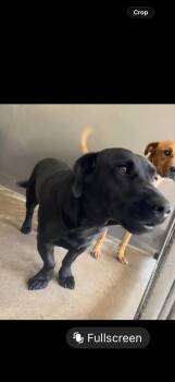 Louie -  Labrador Retriever Dog for Adoption in San Diego, California - Louie | PetCurious