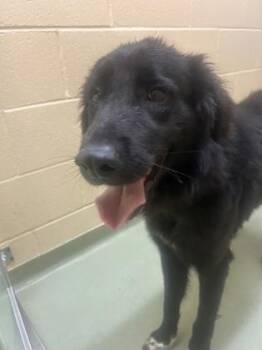 Shadow -  Mixed Breed Dog for Adoption in Cincinnati, Ohio - Shadow | PetCurious