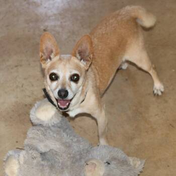 Butter -  Chihuahua Dog for Adoption in Bandera, Texas - Butter | PetCurious