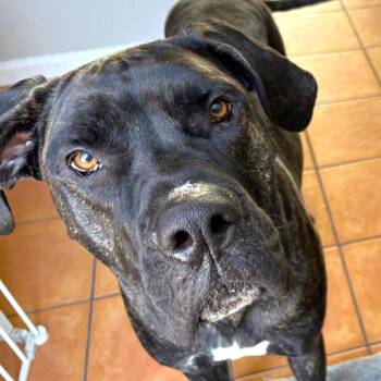 Kevin -  Cane Corso Dog for Adoption in Las Vegas, Nevada - Kevin | PetCurious