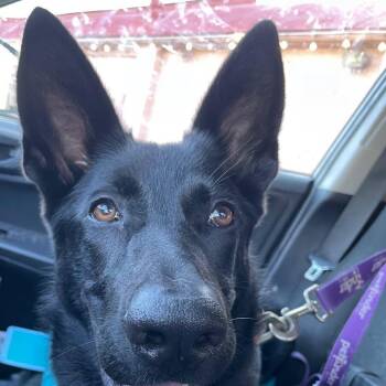 Chella -  German Shepherd Dog and Mixed Breed Dog for Adoption in Waggaman, Louisiana - Chella | PetCurious