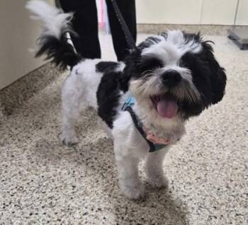 GRACIE -  Shih Tzu and Mixed Breed Dog for Adoption - GRACIE | PetCurious