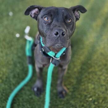 Frisby -  Mixed Breed Dog for Adoption in Philadelphia, Pennsylvania - Frisby | PetCurious