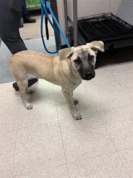 Anatolian Shepherd Dogs Available for Adoption - MAVEN | PetCurious