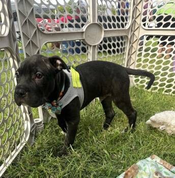 Frappuccino -  Pit Bull Terrier Dog for Adoption in Germantown, Ohio - Frappuccino | PetCurious