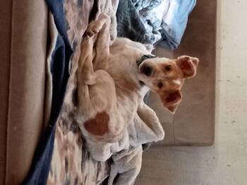 Brisco -  Cattle Dog Dog for Adoption in San Juan Bautista, California - Brisco | PetCurious
