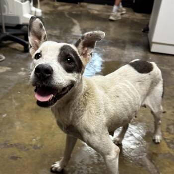 Australian Cattle Dog Blue Heeler and Mixed Breed Dogs Available for Adoption in Cleveland, Mississippi - Caramel Machiatto | PetCurious
