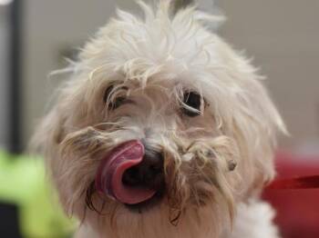 Bella -  Maltese Dog for Adoption in Portland, Oregon - Bella | PetCurious