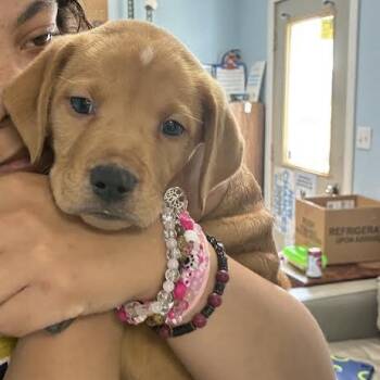 Butterfinger -  Black And Tan Coonhound and Black Mouth Cur Dog for Adoption in Blue Earth, Minnesota - Butterfinger | PetCurious