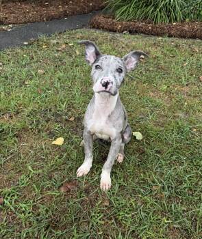 Cookies n cream -  Pit Bull Terrier Dog for Adoption in Valdosta, Georgia - Cookies N Cream | PetCurious