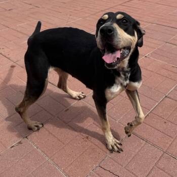 Sammie -  Australian Kelpie Dog for Adoption in Spring, Texas - Sammie | PetCurious