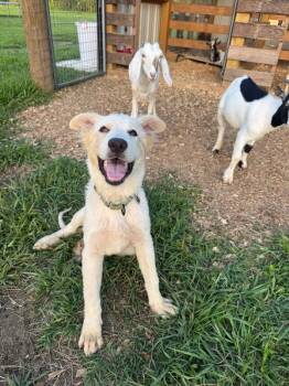 Monty Moonbeam Marshmallow -  Great Pyrenees and Golden Retriever Dog for Adoption in Friendswood, Texas - Monty Moonbeam Marshmallow | PetCurious