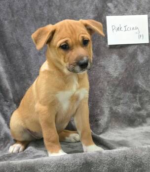 Pink Icing -  Mixed Breed Dog for Adoption in Othello, Washington - Pink Icing | PetCurious