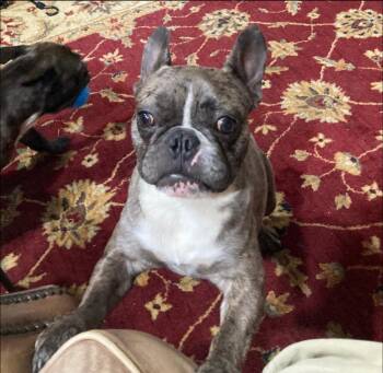 Clyde -  French Bulldog Dog for Adoption in Thompson Falls, Montana - Clyde | PetCurious