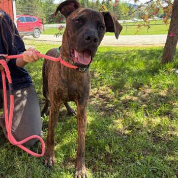 Boxer and Mixed Breed Dogs Available for Adoption in Morristown, Vermont - Dozer | PetCurious