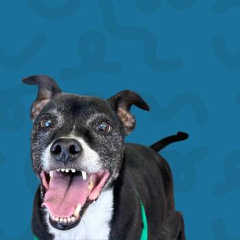 Pit Bull Terrier and Jack Russell Terrier Dogs Available for Adoption - Joe | PetCurious