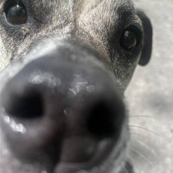 Dunkin -  Mixed Breed Dog for Adoption in Fairport, New York - Dunkin | PetCurious