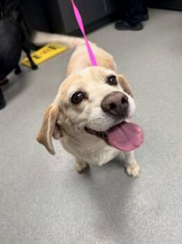 RICHARD -  Beagle and Mixed Breed Dog for Adoption in Ontario, California - RICHARD | PetCurious