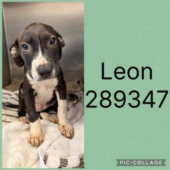 LEON -  Labrador Retriever and Mixed Breed Dog for Adoption in Macon, Georgia - LEON | PetCurious