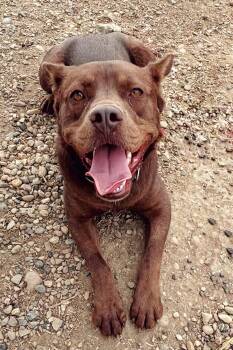 Rescue American Bully Dogs for Adoption in Peace River, Alberta - Rosie | PetCurious