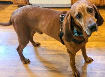 Ole Red -  Redbone Coonhound Dog for Adoption in Plainfield, Illinois - Ole Red | PetCurious