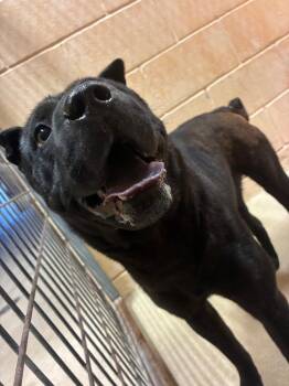 Stormi -  Shar Pei Dog Available for Adoption in New Braunfels, Texas - Stormi | PetCurious