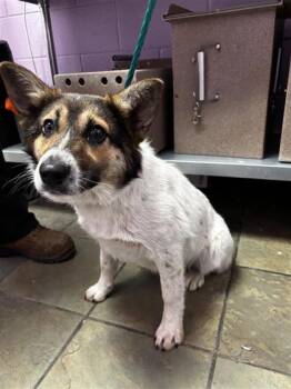 Border Collie and Mixed Breed Dogs Available for Adoption - 60784169 | PetCurious