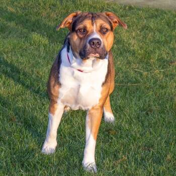 TECH -  Pit Bull Terrier and Mixed Breed Dog for Adoption in St. Louis, Missouri - TECH | PetCurious