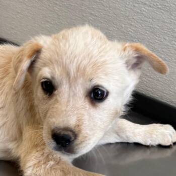 Bloom -  Mixed Breed Dog for Adoption in Las Cruces, New Mexico - Bloom | PetCurious