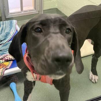 Great Dane and Mixed Breed Dogs Available for Adoption in West Palm Beach, Florida - Milkshake | PetCurious