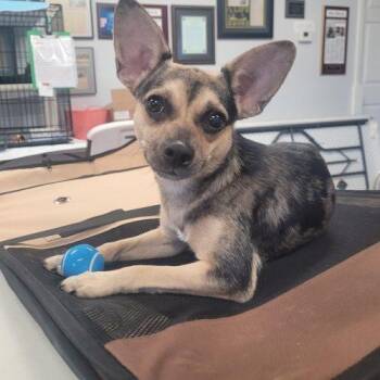 Dixie 5802 D -  Chihuahua and Mixed Breed Dog for Adoption in Frankfort, Kentucky - Dixie 5802 D | PetCurious