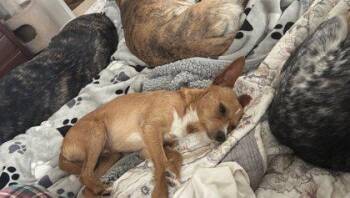 Chihuahua and Mixed Breed Dogs Available for Adoption in Fort Worth, Texas - Lysander | PetCurious