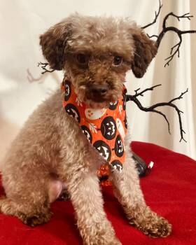Jason -  Miniature Poodle Dog for Adoption in New Stanton, Pennsylvania - Jason | PetCurious