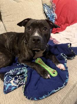Rescue Mixed Breed Dogs for Adoption in Charleston, South Carolina - Morticia | PetCurious